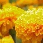 Чому не цвітуть чорнобривці що робити погано цвітуть чорнобривці (чорнобривці) Чому не цвітуть чорнобривці що робити погано цвітуть чорнобривці