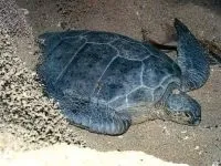 Чому черепахи так довго живуть чому черепахи дуже довго живуть (черепахи довго живуть) Чому черепахи так довго живуть чому черепахи дуже довго живуть