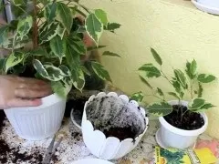 Чому не росте фікус Бенджаміна в домашніх умовах