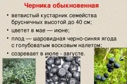 Пагони чорниці при цукровому діабеті збір і приготування відвару (цукровому) Пагони чорниці при цукровому діабеті збір і приготування відвару