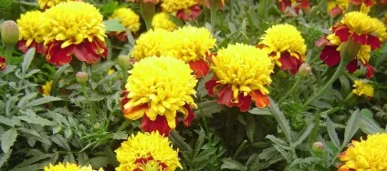 Чому не цвітуть чорнобривці що робити погано цвітуть чорнобривці (погано) Чому не цвітуть чорнобривці що робити погано цвітуть чорнобривці