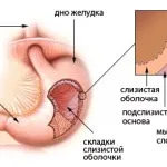 Чому розмір шлунка дорослої людини індивідуальний (людини) Чому розмір шлунка дорослої людини індивідуальний