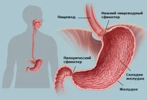 Чому розмір шлунка дорослої людини індивідуальний (людини) Чому розмір шлунка дорослої людини індивідуальний