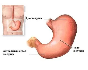 Чому розмір шлунка дорослої людини індивідуальний (розмір) Чому розмір шлунка дорослої людини індивідуальний