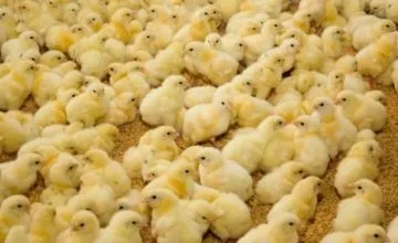 Чому варто вибрати підлогове утримання курей несучок в домашніх умовах (несучок) Чому варто вибрати підлогове утримання курей несучок в домашніх умовах
