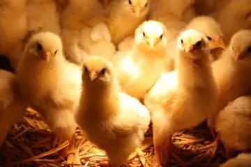 Чому варто вибрати підлогове утримання курей несучок в домашніх умовах (умовах) Чому варто вибрати підлогове утримання курей несучок в домашніх умовах