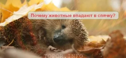 Чому тварини впадають в сплячку, і як це відбувається (сплячку) Чому тварини впадають в сплячку, і як це відбувається