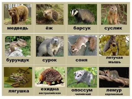 Чому тварини впадають в сплячку, і як це відбувається (сплячка) Чому тварини впадають в сплячку, і як це відбувається