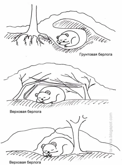 Чому тварини впадають в сплячку клуб чомучок (впадають) Чому тварини впадають в сплячку клуб чомучок