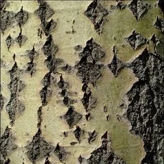 Корисні властивості кори осики (кора осики) Корисні властивості кори осики