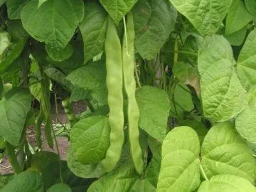 Чи корисні паростки квасолі і як їх отримати (корисні) Чи корисні паростки квасолі і як їх отримати