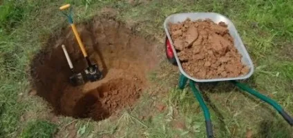 Напівкарликові яблуні посадка і догляд
