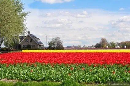 Погода в Нідерландах (Голландії) сьогодні, прогноз погоди на 10 днів, на тиждень і 14 днів на (погода) Погода в Нідерландах (Голландії) сьогодні, прогноз погоди на 10 днів, на тиждень і 14 днів на