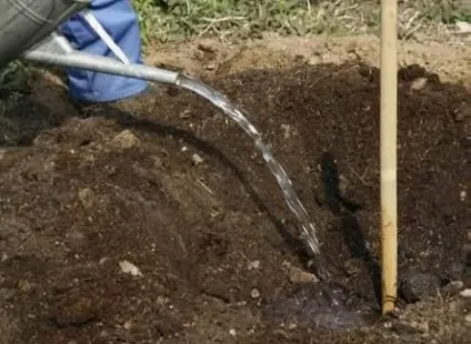 Напівкарликові яблуні посадка і догляд