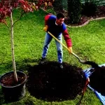 Посадка рослин квітів, дерев і кустарніков- artgreen