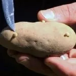 Посадка картоплі вічками, догляд за розсадою і кущами (картоплі) Посадка картоплі вічками, догляд за розсадою і кущами