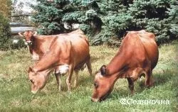 Породи корів - Селяночка - портал для фермерів, сільське господарство, тваринництво, птахівництво, (відрізняються) Породи корів - Селяночка - портал для фермерів, сільське господарство, тваринництво, птахівництво,