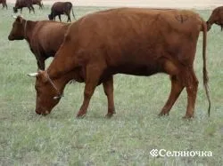 Породи корів - Селяночка - портал для фермерів, сільське господарство, тваринництво, птахівництво,