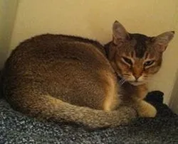 Породи кішок і котів - все про котів і кішок з любов'ю (результаті схрещування перської) Породи кішок і котів - все про котів і кішок з любов'ю