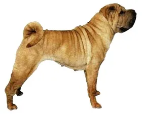 Поняття про екстер'єр - розплідник шарпея холленс стоун г (висота холці Індекс) Поняття про екстер'єр - розплідник шарпея холленс стоун г