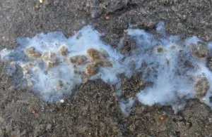 Пронос у індиків причини появи і способи самостійного лікування