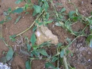 Пронос у індиків причини появи і способи самостійного лікування