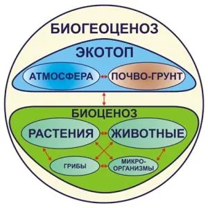 Поняття біоценоз, біогеоценоз, екосистема