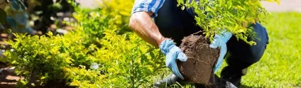 Посадка рослин квітів, дерев і кустарніков- artgreen