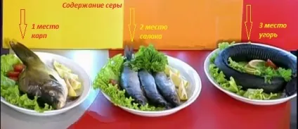 Користь коропа і шкоду коропа
