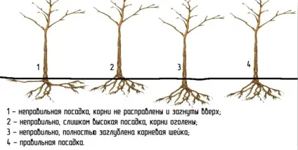 Посадка рослин квітів, дерев і кустарніков- artgreen