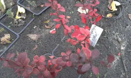 Посадка барбарису Тунберга - створюємо свій строкатий міні-сад відео (посадка) Посадка барбарису Тунберга - створюємо свій строкатий міні-сад відео