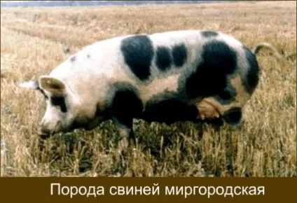 Породи свиней з фото і описом яку вибрати (фото) Породи свиней з фото і описом яку вибрати