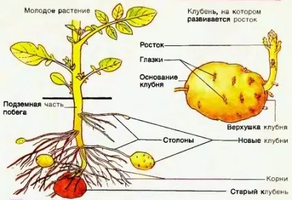 Посадка картоплі вічками, догляд за розсадою і кущами (посадка) Посадка картоплі вічками, догляд за розсадою і кущами