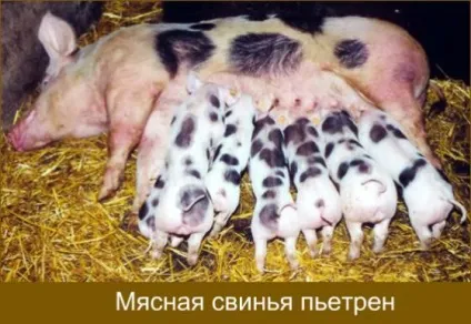 Породи свиней з фото і описом яку вибрати (свиней цієї породи) Породи свиней з фото і описом яку вибрати