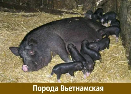 Породи свиней з фото і описом яку вибрати (свиней цієї породи) Породи свиней з фото і описом яку вибрати