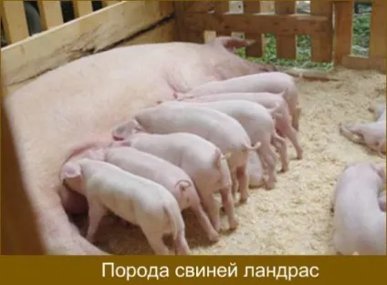 Породи свиней з фото і описом яку вибрати (свиней цієї породи) Породи свиней з фото і описом яку вибрати