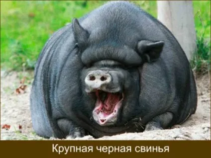 Породи свиней з фото і описом яку вибрати (фото) Породи свиней з фото і описом яку вибрати