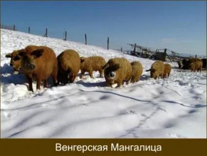 Породи свиней з фото і описом яку вибрати (фото) Породи свиней з фото і описом яку вибрати