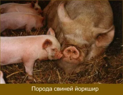 Породи свиней з фото і описом яку вибрати (породи) Породи свиней з фото і описом яку вибрати