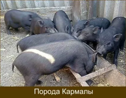 Породи свиней з фото і описом яку вибрати (фото) Породи свиней з фото і описом яку вибрати