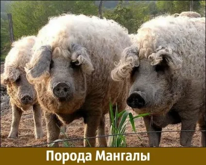 Породи свиней з фото і описом яку вибрати (фото) Породи свиней з фото і описом яку вибрати