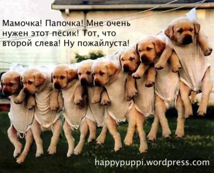 Post про те, як вмовити батьків купити тобі собаку, happy puppy - s blog (post) Post про те, як вмовити батьків купити тобі собаку, happy puppy - s blog