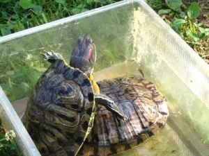 Правильний догляд за водяний черепахою, поради з догляду та годування (догляд) Правильний догляд за водяний черепахою, поради з догляду та годування