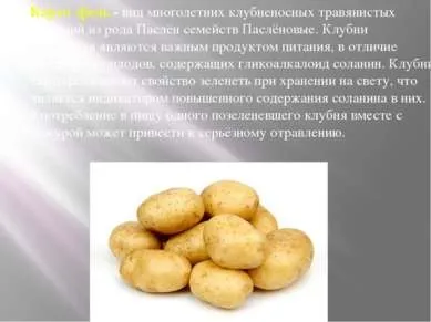 Презентація на тему - картопля - завантажити безкоштовно презентації з біології (скачати презентацію картопля) Презентація на тему - картопля - завантажити безкоштовно презентації з біології