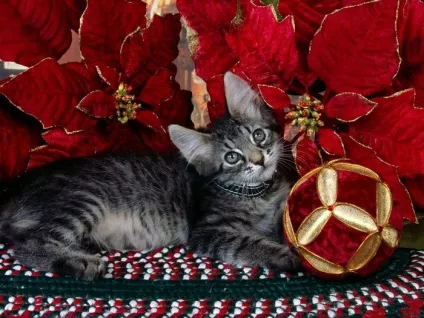 Святкові красиві новорічні картинки для любителів котів (art) Святкові красиві новорічні картинки для любителів котів