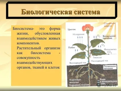 Презентація на тему різноманіття форм живих організмів різноманіття форм живих організмів (організмів) Презентація на тему різноманіття форм живих організмів різноманіття форм живих організмів