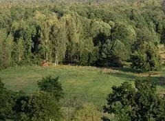 Склад насаджень і класи бонітету - все про ліс і пиломатеріалах (деревостану) Склад насаджень і класи бонітету - все про ліс і пиломатеріалах
