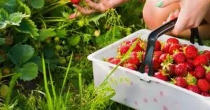 Сонник вікторія ягода червона велика уві сні бачити до чого сниться (вікторія) Сонник вікторія ягода червона велика уві сні бачити до чого сниться