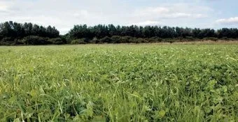 Рятуємо корів від здуття рубця, інформаційно-рекламна аграрна газета - АГРОІНФО (300-400 40% -ного спирту) Рятуємо корів від здуття рубця, інформаційно-рекламна аграрна газета - АГРОІНФО