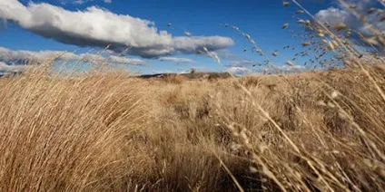Сонник висока трава до чого сниться висока трава уві сні (сниться) Сонник висока трава до чого сниться висока трава уві сні